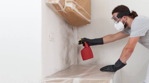 Professional Mold Inspection And Testing technician working in Albertson, NY